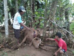 Bencana di Pekalongan: Ribuan Ternak Mati, Hektaran Sawah Rusak Akibat Banjir dan Longsor