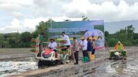 Gubernur Jateng tanam padi di Klaten