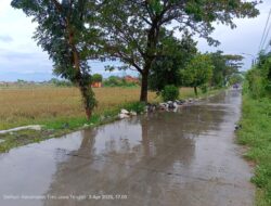 Petani Khawatir, Padi di Sawah Belum Dipanen Meskipun Sudah Berumur Diatas 90 Hari