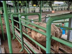 Karantina Jawa Tengah Cek Kesehatan 1.138 Sapi Impor Asal Australia.