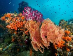 Ekowisata Raja Ampat Terancam Tambang, Pakar UGM Desak Penegakan Hukum Lingkungan