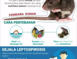 Yogyakarta Catat 18 Kasus Leptospirosis, 5 Meninggal