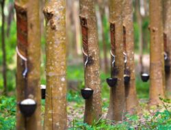 Akademisi UGM : Konversi Lahan Karet Dinilai Keliru dan Berisiko