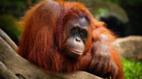 orang utan-flickr.com
