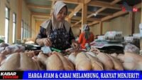 HARGA AYAM TEMBUS 43 RIBU