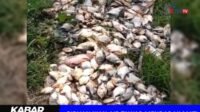 KLATEN IKAN MATI